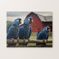 Trois Macaws Hyacinth à la clôture