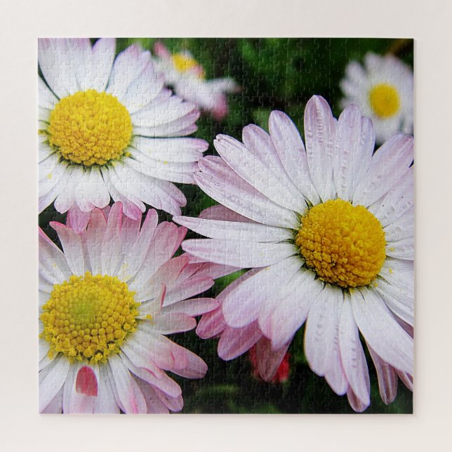 Puzzle Trois mignonnes marguerites roses (Vertical)