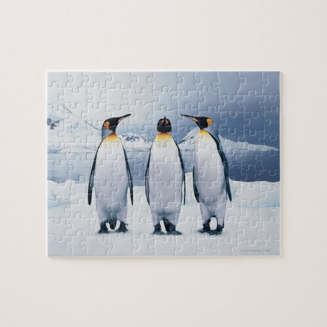 Puzzle Trois pingouins royaux (Horizontal)