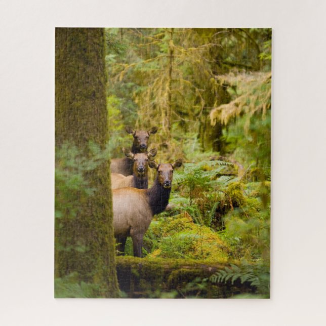 Puzzle Trois Vaches De Elk Roosevelt Regardant Vue (Vertical)