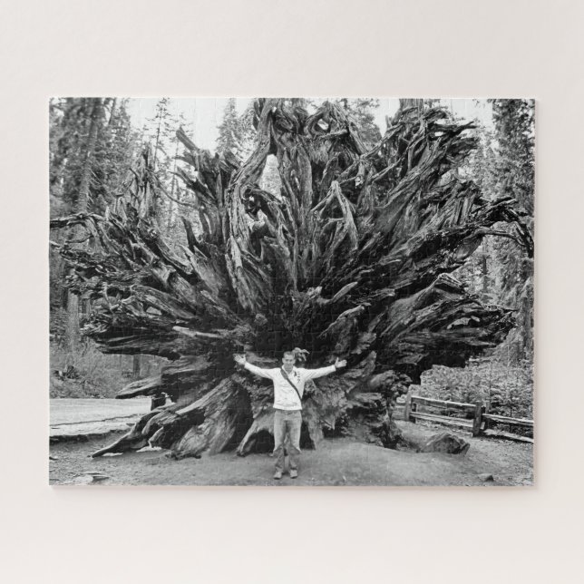 Puzzle Tronc Arbre de Sequioa Large Angle - 16x20 - 520 p (Horizontal)