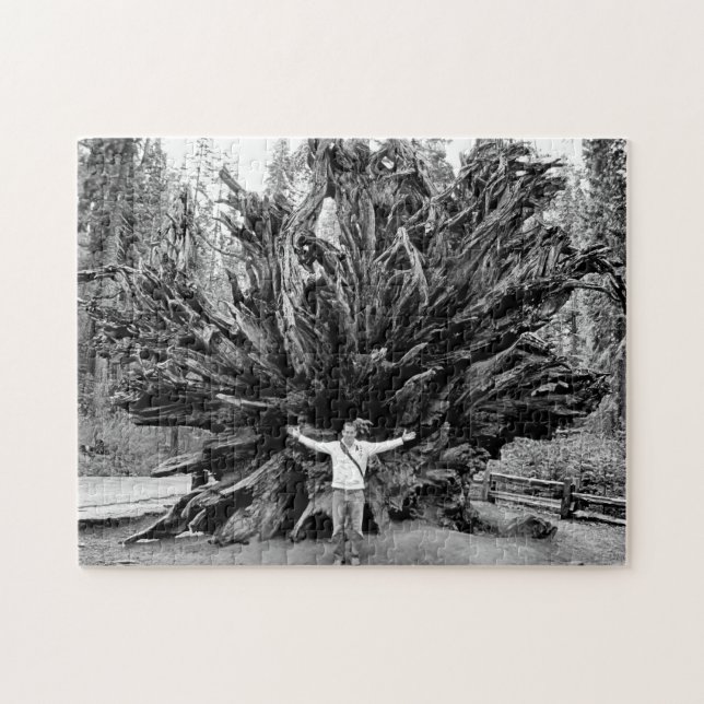 Puzzle Tronc d'arbre de Séquoia grand angle - 11x14 - 252 (Horizontal)