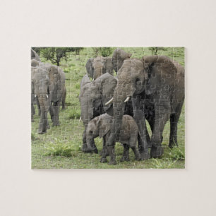 Puzzle troupeau d'Éléphant d'Afrique, Loxodonta africana,