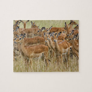 Puzzle Troupeau d'impalas femelles, Masai Mara, Kenya.