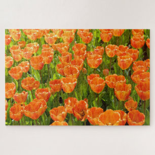 Puzzle tulipe hybride de Darwin, tulipa "Oxford's Elite".