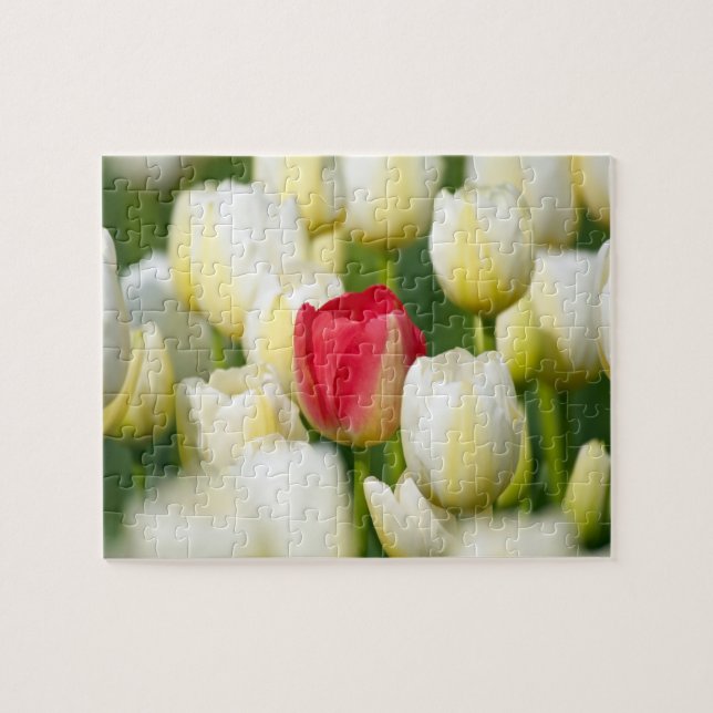 Puzzle Tulipe rouge dans un domaine des tulipes blanches (Horizontal)