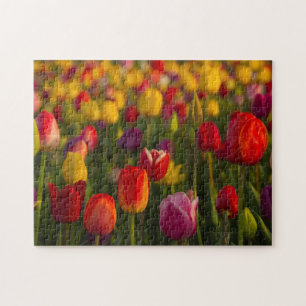 Puzzle Tulipes, Festival des Tulipes, Woodburn, Oregon, É