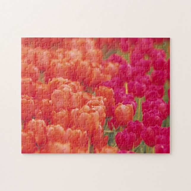 Puzzle Tulipes orange et rose (Horizontal)
