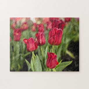 Puzzle Tulipes rouges