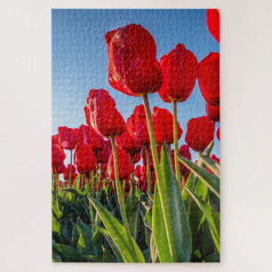 Puzzle Tulipes rouges en fleur