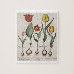 Puzzle Tulipes : rubens de maculis du lutea 1.Tulipa ; Au