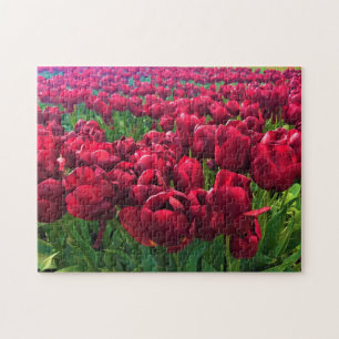 Puzzle Tulips rouges à Field, Oregon