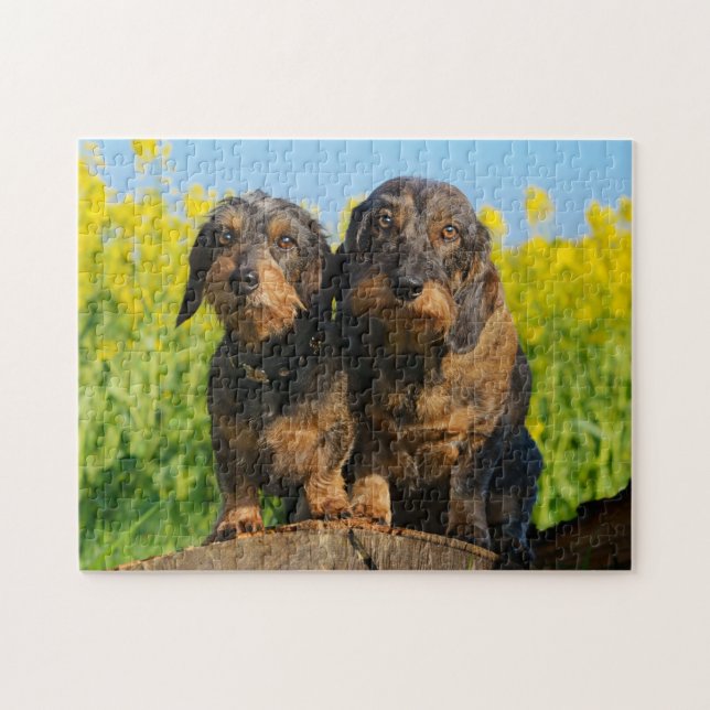 Puzzle Two Cute Dachshunds Dogs Dackel Friends Pet Photo (Horizontal)