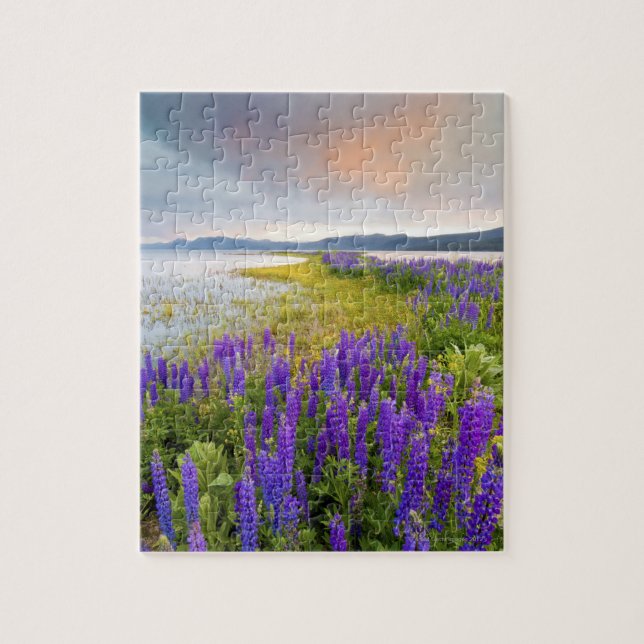 Puzzle Un champ de fleurs sauvages lupins sur la Rive-Nor (Vertical)