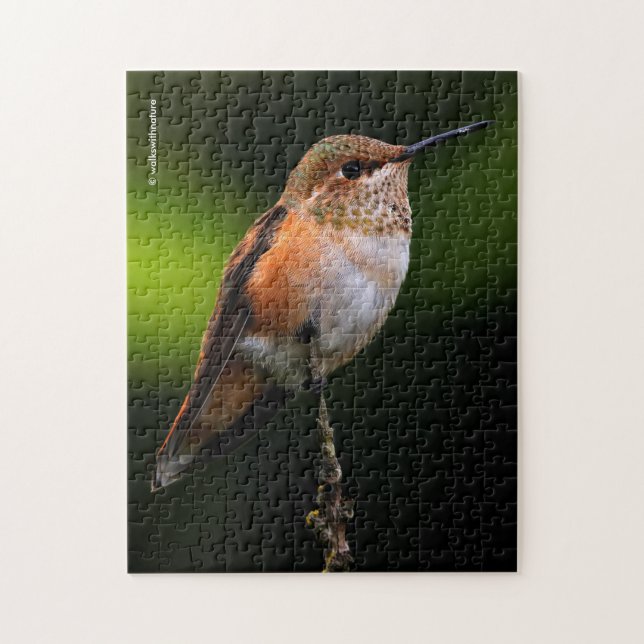 Puzzle Un colibri roux doux Poses sur l'arbre fruitier (Vertical)
