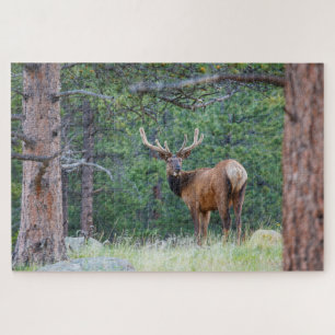 Puzzle Un élan regardant en arrière Montagnes Rocheuses