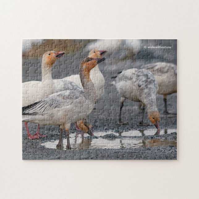 Puzzle Un groupe curieux d'outardes neigeuses (Horizontal)