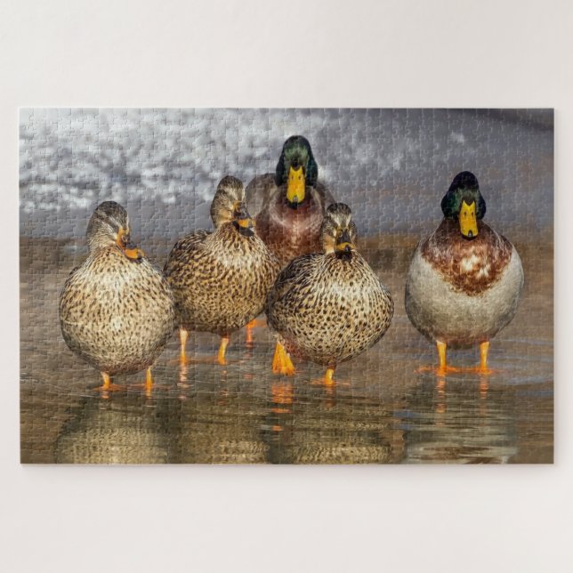 Puzzle Un groupe de canards photo (Horizontal)
