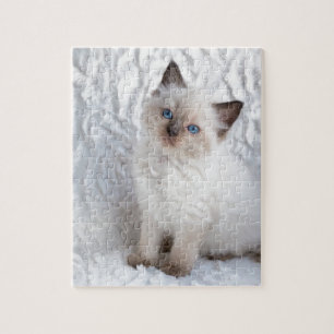 Puzzle Un jeune chat de ragdoll se reposant sur la