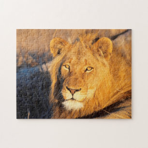 Puzzle Un lion à crinière rouge regardant l'appareil phot
