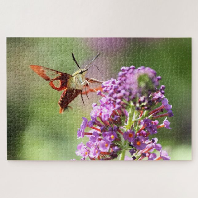 Puzzle Un papillon de nuit sur un papillon (Horizontal)
