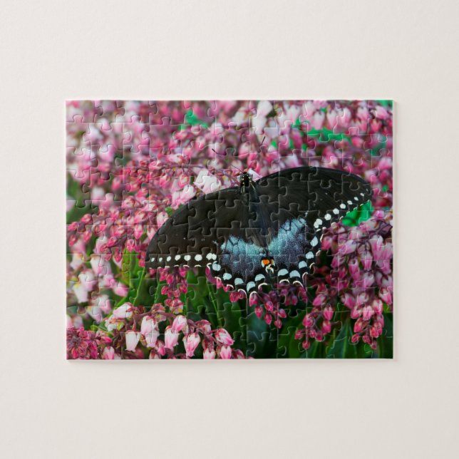 Puzzle Un papillon soufre | Dans la famille Phoebis (Horizontal)