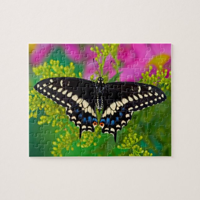 Puzzle Un papillon swallowtail atterrissant (Horizontal)