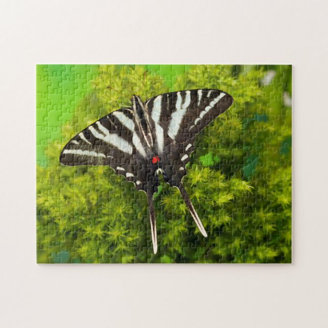 Puzzle Un papillon swallowtail nord-américain (Horizontal)