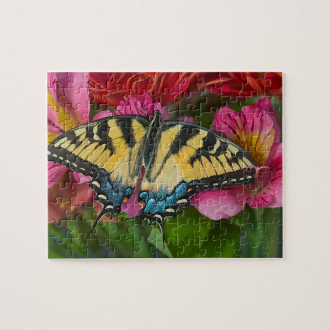 Puzzle Un papillon swallowtail tigré (Horizontal)