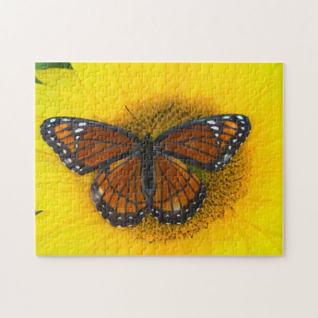 Puzzle Un papillon vice-roi | Limenitis Archippus (Horizontal)