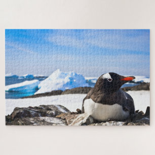 Puzzle Un Pingouin Gentoo Se Trouvant Sur Les Rochers De