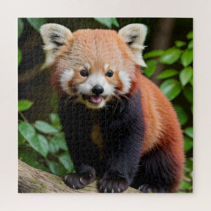 Puzzle Un portrait d'un mignon panda rouge