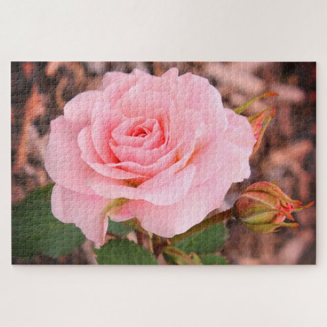 Puzzle Un rose de jardin rose (Horizontal)