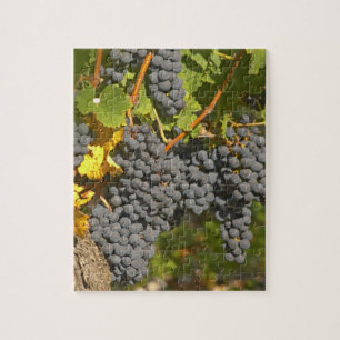Puzzle Un vignoble avec des grappes de raisins Merlot mûr