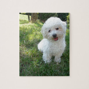 Puzzle un westie mignon - terrier West Highland - dans un