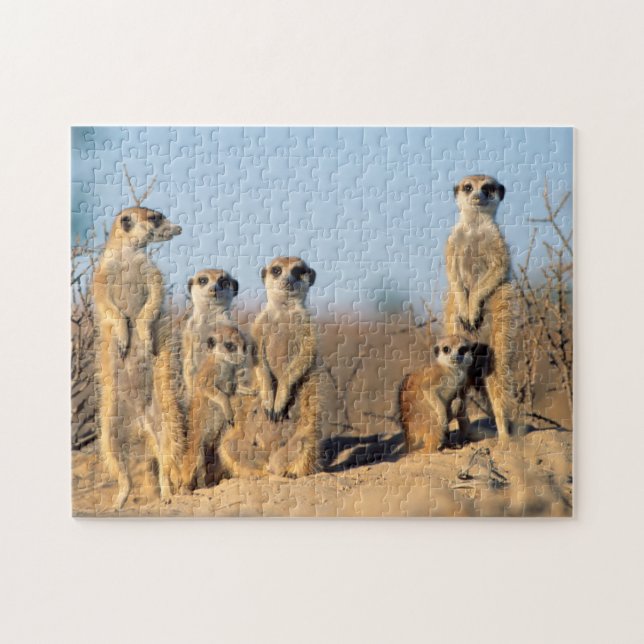 Puzzle Une famille de suricates se chauffant au soleil à  (Horizontal)