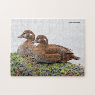 Puzzle Une paire de canards arlequins sur les rochers