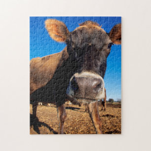 Puzzle Une vache jersiaise curieuse