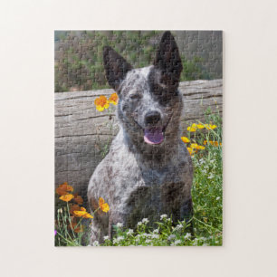 Puzzle USA, Californie. Guérisseur du Queensland assis 2