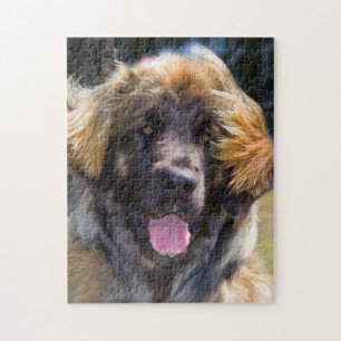 Puzzle USA, Californie. Portrait De Leonberger Assis