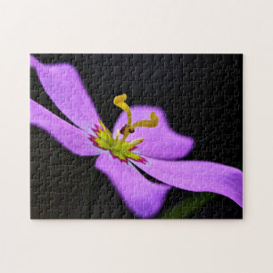 Puzzle USA, Floride, Big Cypress National Preserve