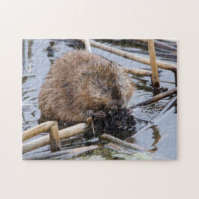 Puzzle USA, Nebraska. Beaver (Horizontal)