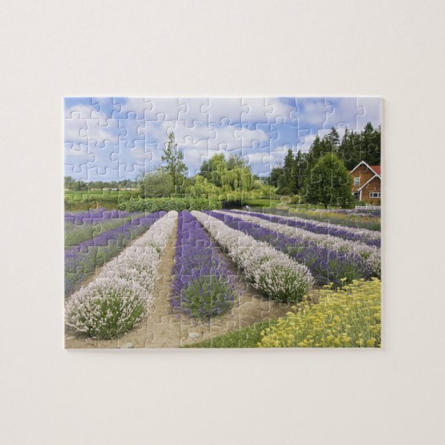 Puzzle USA, WA, Sequim, Purple Haze Lavender Farm (Horizontal)