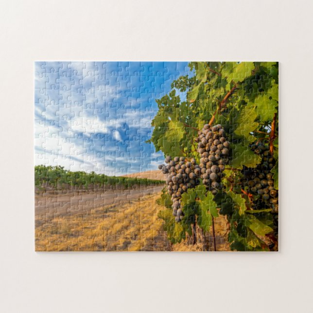 Puzzle USA, Washington, Yakima Valley. Raisins de Merlot (Horizontal)