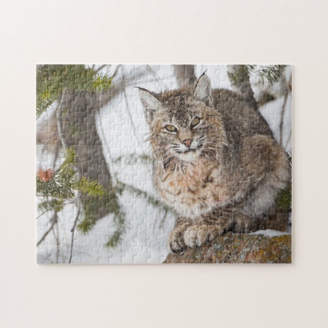 Puzzle USA, Wyoming, Parc national de Yellowstone, Bobcat (Horizontal)