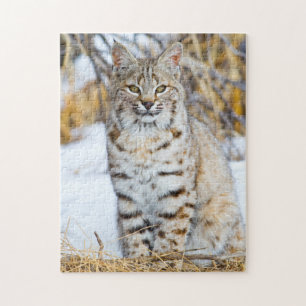 Puzzle USA, Wyoming, Portrait de Bobcat