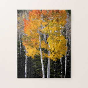 Puzzle Utah, USA. Arbres d'Aspen (Populus Tremuloides) 3