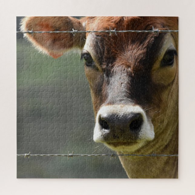 Puzzle Vache curieuse regardant à travers une clôture de  (Vertical)