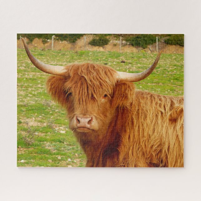 Puzzle Vache écossaise des Highlands (Horizontal)