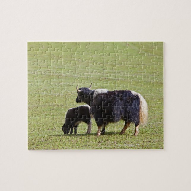 Puzzle Vache et veau Yak, Lijiang (Horizontal)
